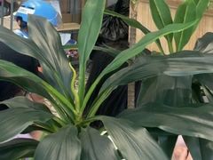 -霸王茶姬(西单百货店)