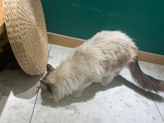 -飞行喵MR PILOT|猫舍·猫咖(静安大融城店)