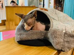 -猫小院猫主题咖啡厅(北锣店)