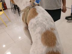 -佳雯宠物医院(四明中路分院)