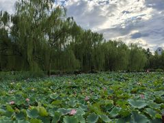 -莲花池公园