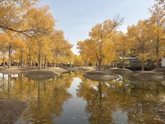 -金塔沙漠胡杨林景区