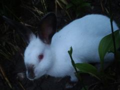 -川竹火锅(创业城店)