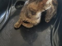 -灵美宠物诊所