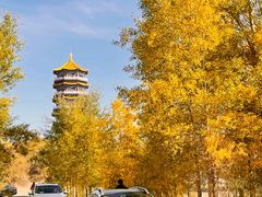 -金塔沙漠胡杨林景区