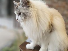 -豆逗聊愈猫阁Easy Life