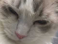 -飞行喵MR PILOT|猫舍·猫咖(静安大融城店)