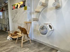 -楼上猫咖(罗湖店)