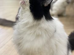 -安格丽娜·狗咖·猫咖羊驼咖(春熙路百盛商场店)