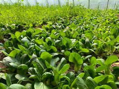 -万源龙顺度假庄园生态观光园