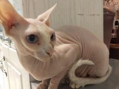 -猫小院猫主题餐厅(三里屯店)