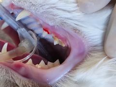 -纳吉亚猫专科动物医院·北北分院
