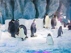 -帝企鹅自助餐厅•儿童岛•真企鹅(长隆企鹅酒店)