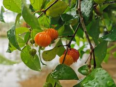 -东寨港红树林旅游区