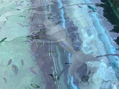-悉尼海洋生物水族馆