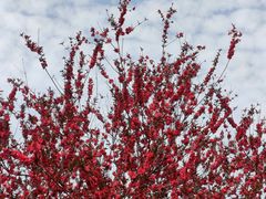 -洛阳郁金香牡丹园