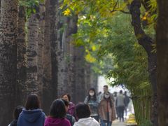 -三里屯东五街银杏大道