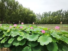 -滕州微山湖红荷湿地景区