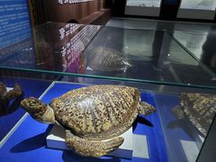 -贝壳王国博物馆