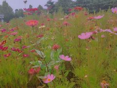 -济南国际园博园