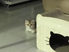 -翊宠yipet猫狗购宠庄园犬舍•猫舍