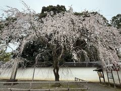 -醍醐寺