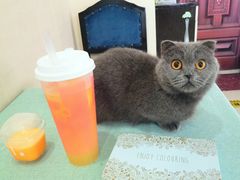 -鼓捣猫呢主题猫咖店