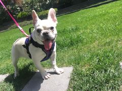 宠物寄养—大草坪遛弯儿-Oh My Dog宠物沙龙(伊珊娜皮毛护理店)