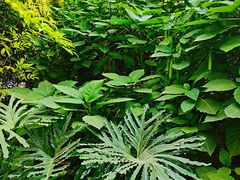 -呀路古热带植物园