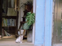 牛油果奶昔-曦Xi Coffee