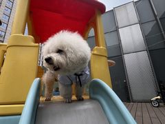 -百好乐宠物友好餐厅(朝外大街店)