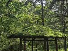 -五营红松林海景区