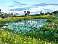 -合肥滨湖国家森林公园