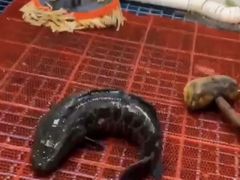 -活鱼馆(宜兴埠店)