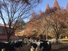 -神户市立六甲山牧场