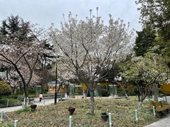 -红梅公园
