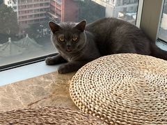 -Catmate·猫肥家润(金润铂宫店)