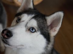 -Husky Go! 哈士奇体验馆·宠物咖啡厅狗咖