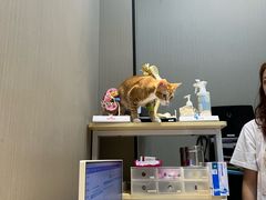 -立德动物医院·重症转诊·24H夜诊·CT·心脏彩超(顺德中心分院)