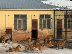 -横道河子东北虎林园