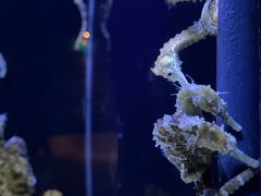 -上海海洋水族馆