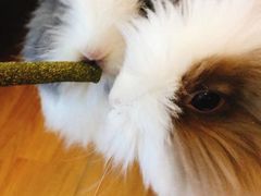 -猫猫幼稚园·撸猫·桌游·电玩