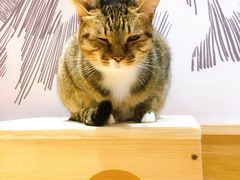 -滚猫咖啡·猫咖·猫友好撸猫(未来城店)