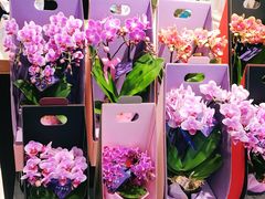 -檬舒舒MonChouChou(久光百货店)