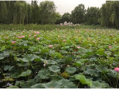 -东升八家郊野公园