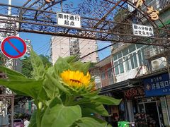 -溪岸路花鸟市场