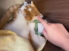 -Again Coffee Roaster(香蜜湖店)