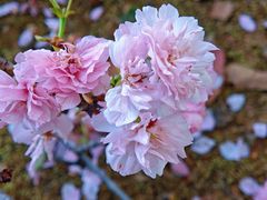 -观澜湖生态运动公社