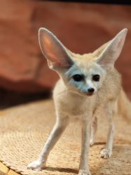 -Zoolung Zoolung动物主题公园(海信广场店)