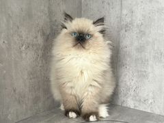 -小猫来了·猫舍(红山六九七九店)